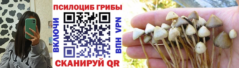 Купить  Озёры  Галлюциногенные грибы Cubensis 